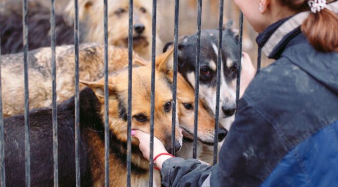 perros