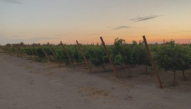 vino