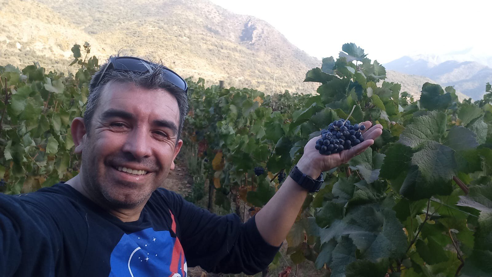 vino estrella