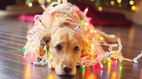 Latina noviembrerrrr