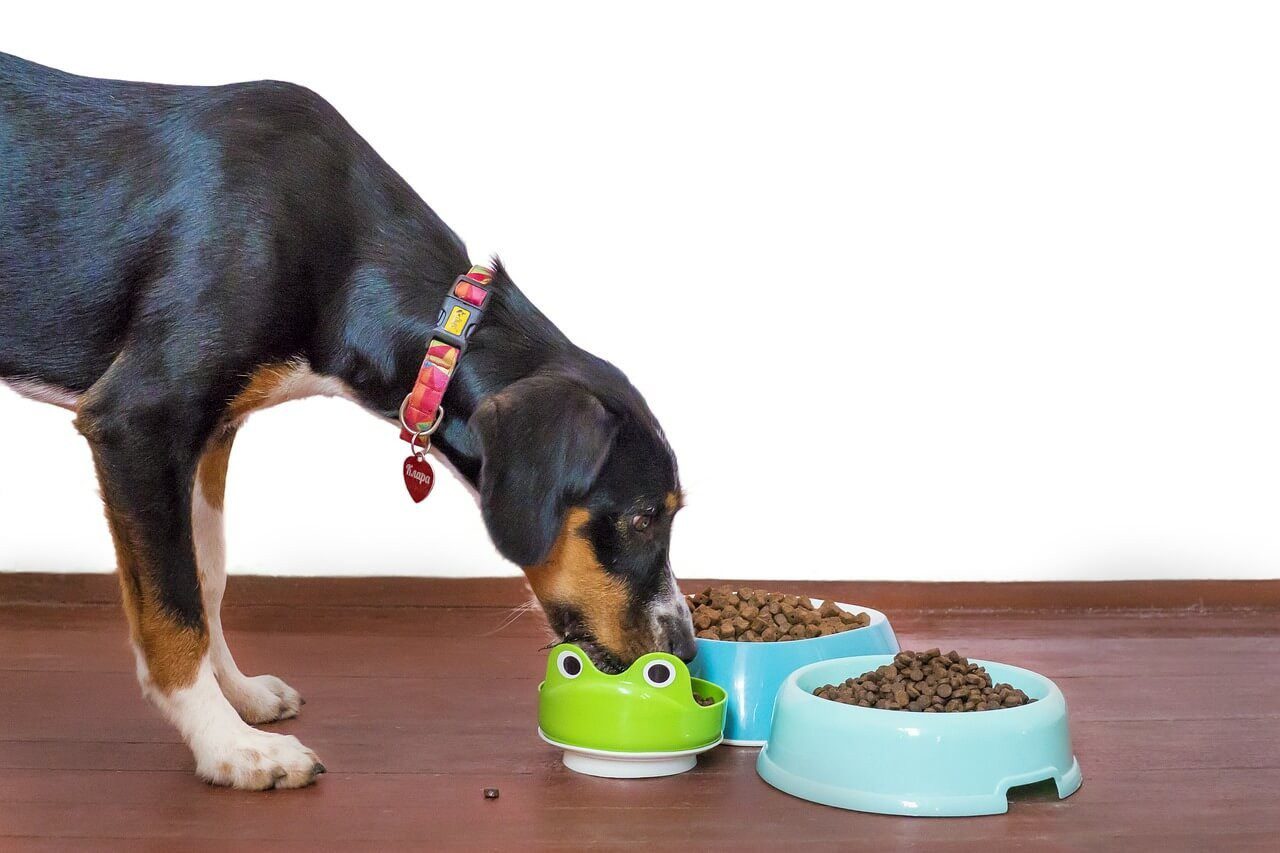 Perro comiendo de su plato de alimento balanceado