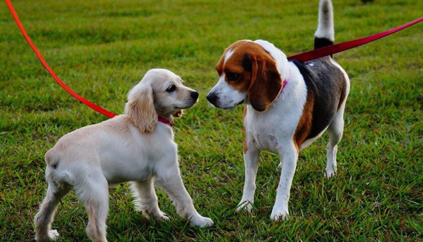 Dos perros socializando durante un paseo con correa